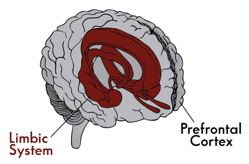 understanding the brain